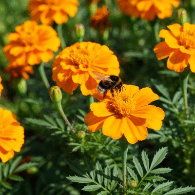 Close-up of marigold flowers in a vibrant garden, attracting a bee