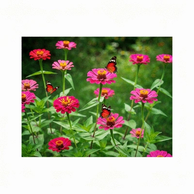 Vibrant zinnia flowers in a garden, attracting butterflies
