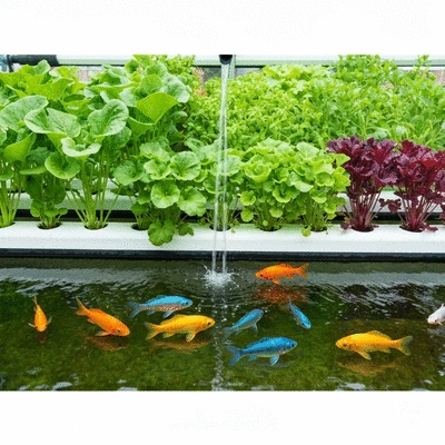 Aquaponics system with plants and fish