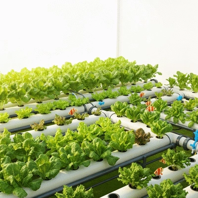 Aquaponics garden setup with plants and fish