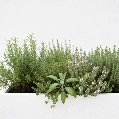 Lifestyle image of winter herbs thriving in a garden