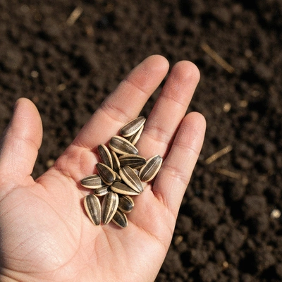 Hand holding various sunflower seeds over rich garden soil