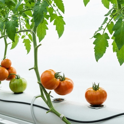 Hydroponic tomatoes growing in a modern setup