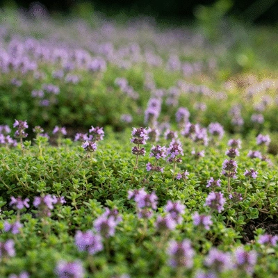 Lush patch of creeping thyme with vibrant purple flowers in a well-maintained garden bed