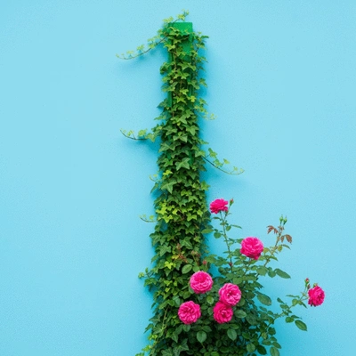 Vertical trellis in a garden with climbing plants