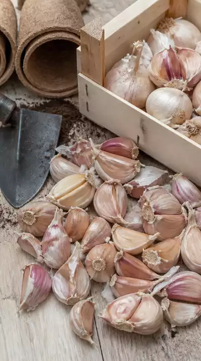 Garlic planting preparation