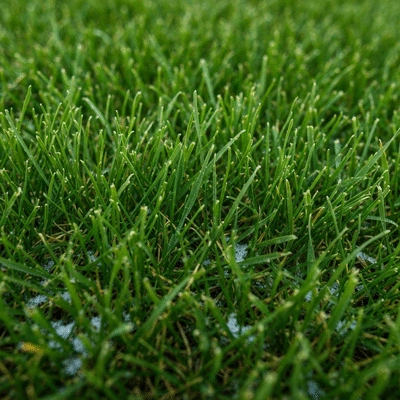 Close-up of healthy green lawn turf in winter, possibly with a light dusting of snow