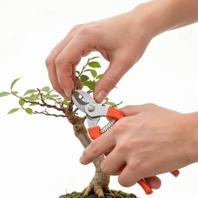 Close-up of human hands gently pruning a Chinese Elm bonsai with specialized tools, clean image, no text, no words, no typography