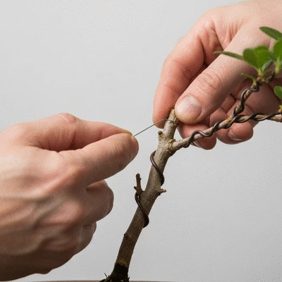 Close-up of hands carefully wiring a bonsai tree branch, focused and precise, bright studio lighting