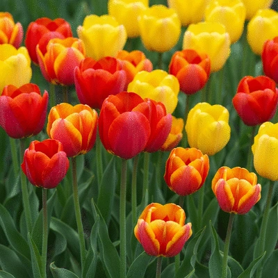 Beautiful blooming tulips in a garden