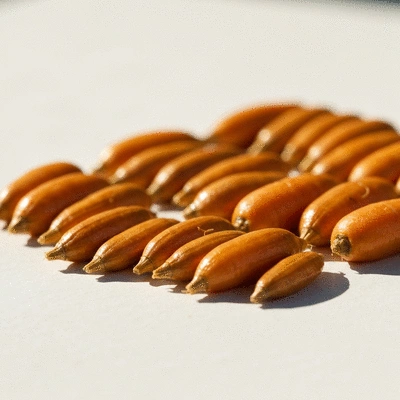 Harvested carrot seeds