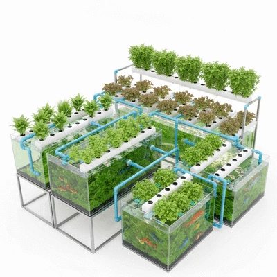Image of an aquaponics system in operation