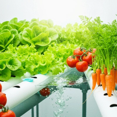 Aquaponics garden with diverse crops