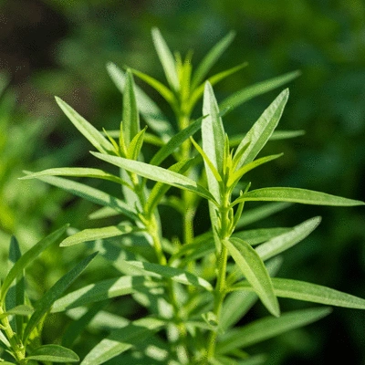 Close-up of a vibrant tarragon plant with lush green leaves in a garden setting, natural lighting, no text, no words, no typography, no labels, clean image