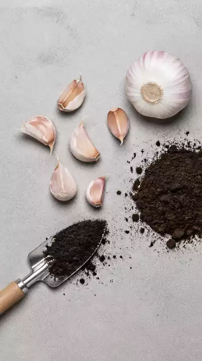 Understanding garlic planting essentials
