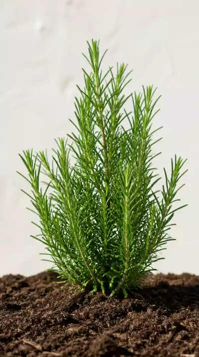 Rosemary plant growing in well-draining soil