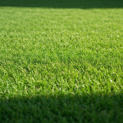 Lush green lawn with visible new grass shoots from overseeding