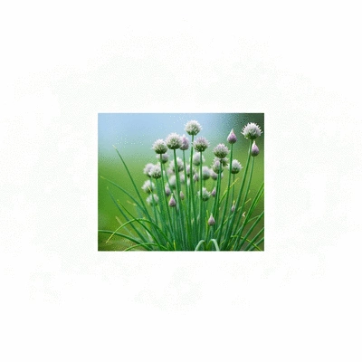 Chives growing in a garden