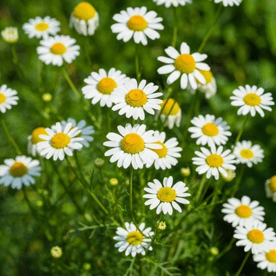 Chamomile plants in a garden setting