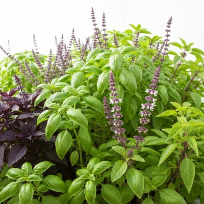 Basil garden with various types of basil plants