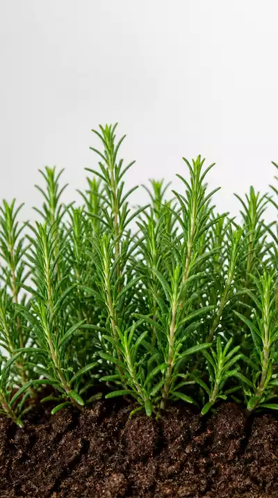 Healthy rosemary plants thriving in ideal soil conditions