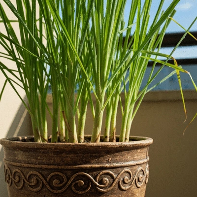 Close-up of fresh lemongrass stalks growing in a decorative pot on a sunny balcony