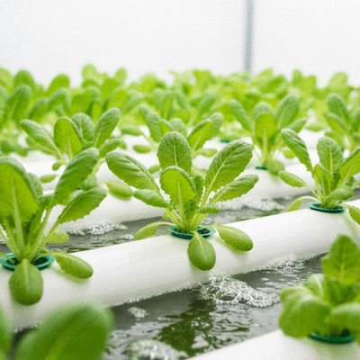 Hydroponic garden setup