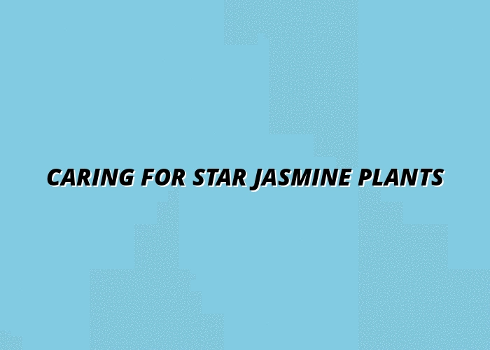 Caring for Star Jasmine Plants