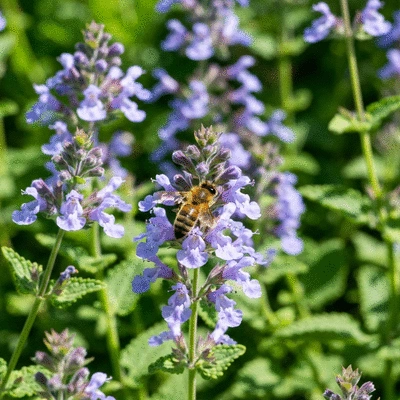 Close up of Nepeta Catmint flowers attracting a bee
