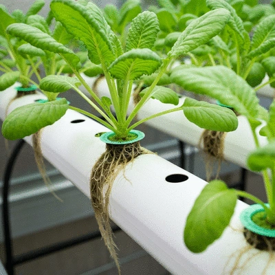 Hydroponic plants thriving with the right nutrients