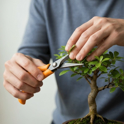 Hands gently pruning a small indoor bonsai tree with specialized tools, demonstrating care, no text, no words, no typography, clean image