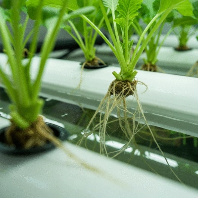 Close-up of a deep water culture (DWC) hydroponic system with visible roots and healthy plants