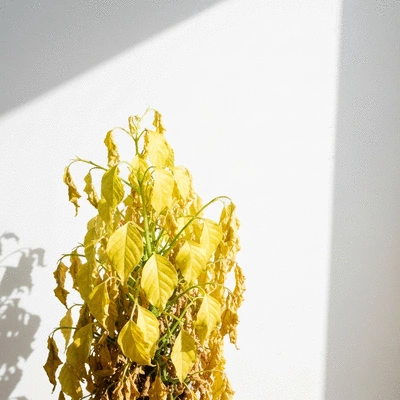 Close-up of a houseplant with yellowing leaves and wilting foliage, indicating distress, no text, no words, no typography, clean image