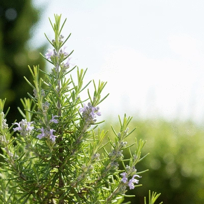 Rosemary plant in a sunny garden setting