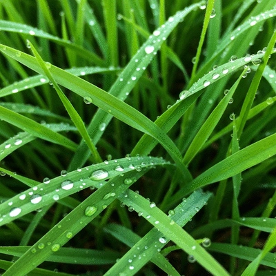 Close-up of healthy, vibrant green grass with dew drops