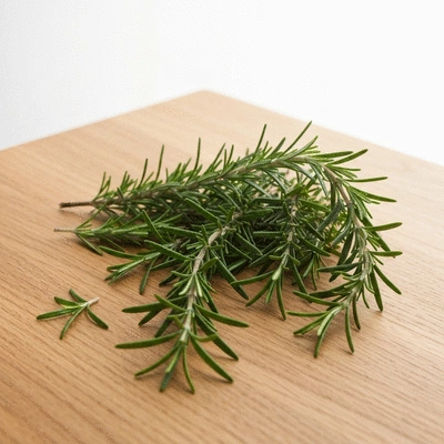 Freshly harvested rosemary sprigs