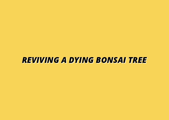 Reviving a Dying Bonsai Tree