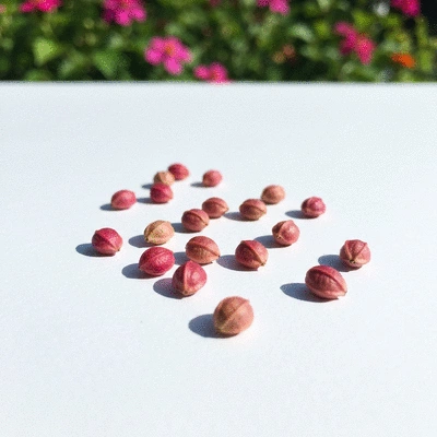 Hibiscus seeds in a garden setting