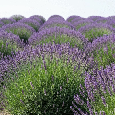 Lavender plants in a garden setting