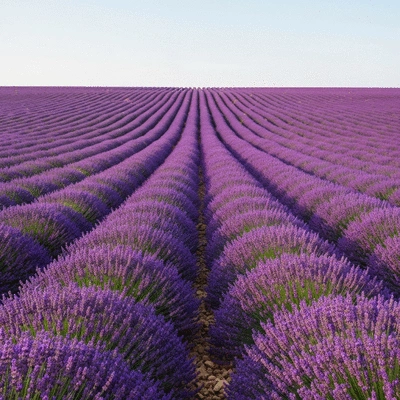 Lavender field in bloom