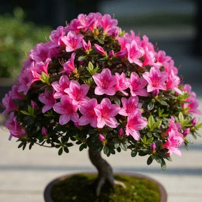 Beautiful azalea bonsai in full bloom
